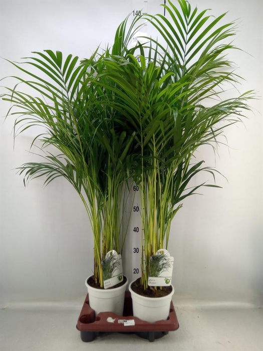 <h4>Dypsis lutescens   ...Chrysalidoca</h4>