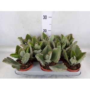 Kalanchoe NF beharensis