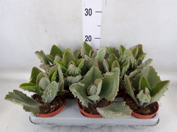 <h4>Kalanchoe NF beharensis</h4>