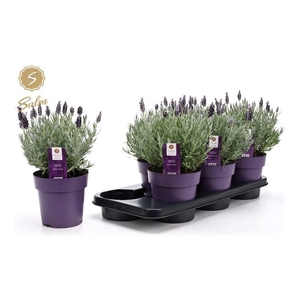 LAVAN S SILVER ANOUK