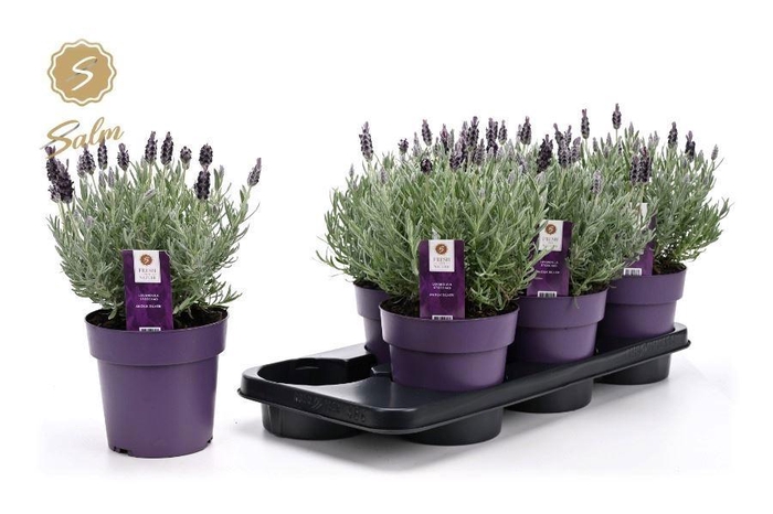 <h4>LAVAN S SILVER ANOUK</h4>