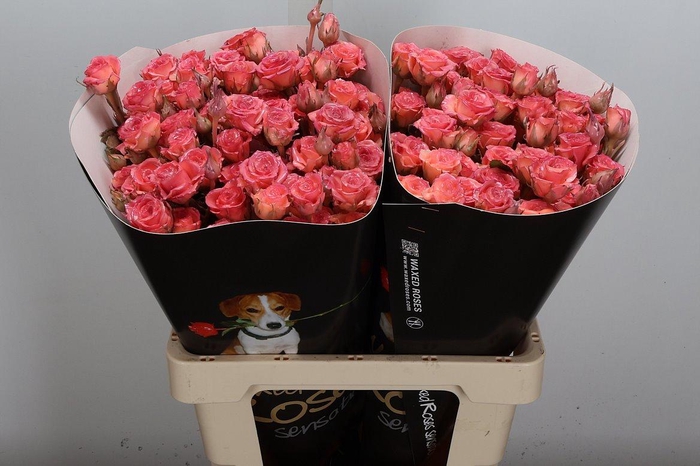 <h4>R Tr Wx Classic Versilia</h4>