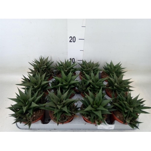 Haworthia limifolia