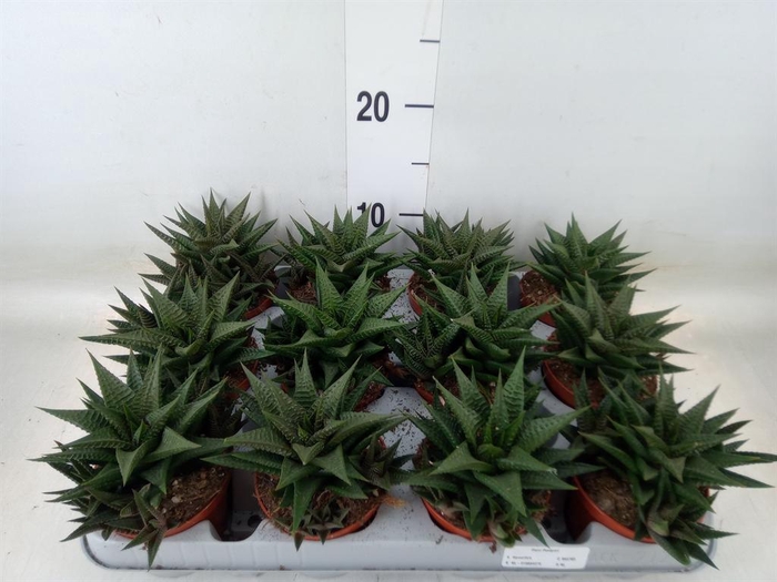 <h4>Haworthia limifolia</h4>