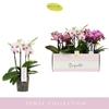 Phalaenopsis Multifloratypes gemengd 3 kleuren