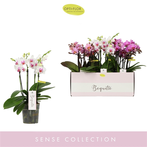 <h4>Phalaenopsis Multifloratypes gemengd 3 kleuren</h4>