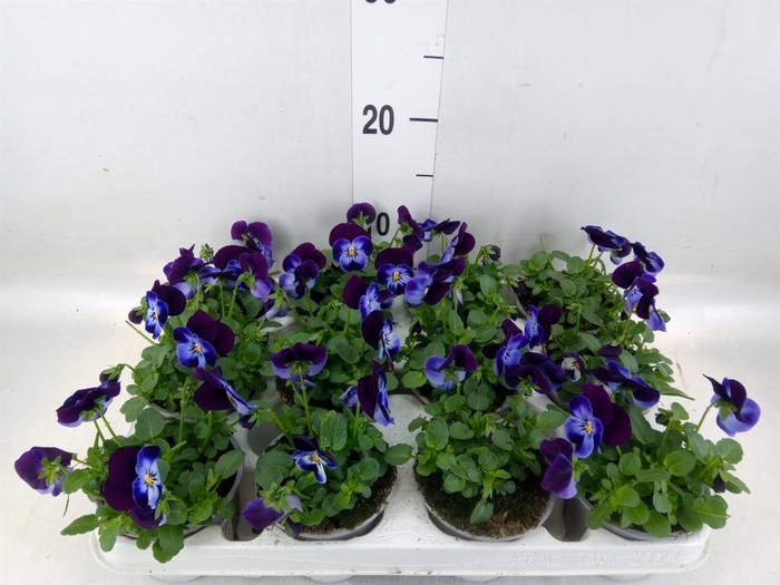 <h4>Viola corn. 'Evo Mini Denim JumpUp'</h4>