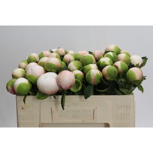 Paeonia (Herb. Hybrid Grp) 'Colonel Owen Cousins'