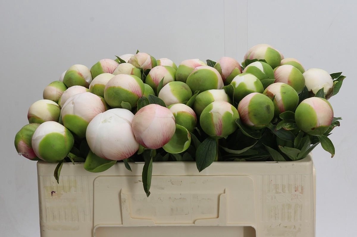 <h4>Paeonia (Herb. Hybrid Grp) 'Colonel Owen Cousins'</h4>