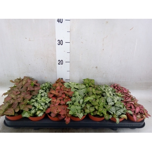 Fittonia   ...mix 7