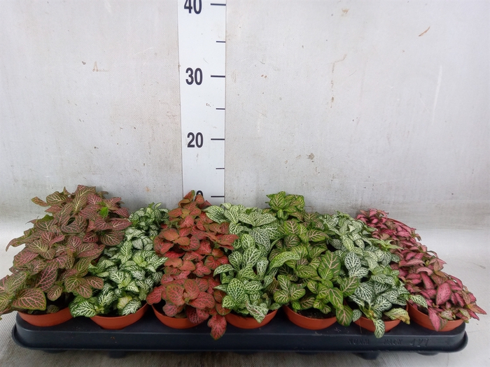 <h4>Fittonia   ...mix 7</h4>
