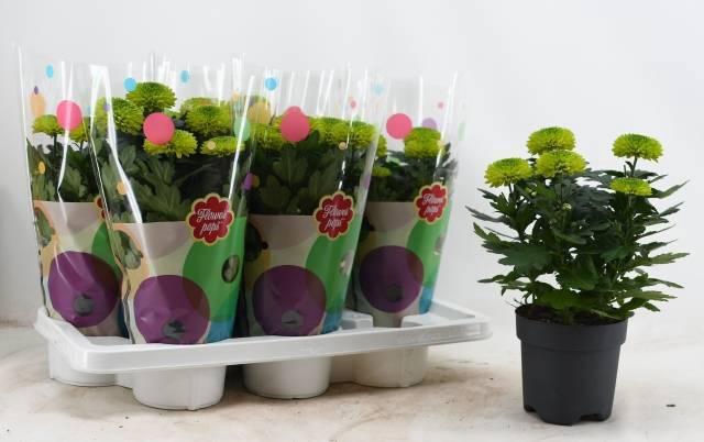 <h4>CHRYS FP GREEN</h4>