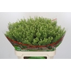 Lepidium Green Dragon
