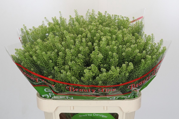 Lepidium Green Dragon