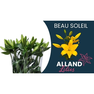 LI LA BEAU SOLEIL