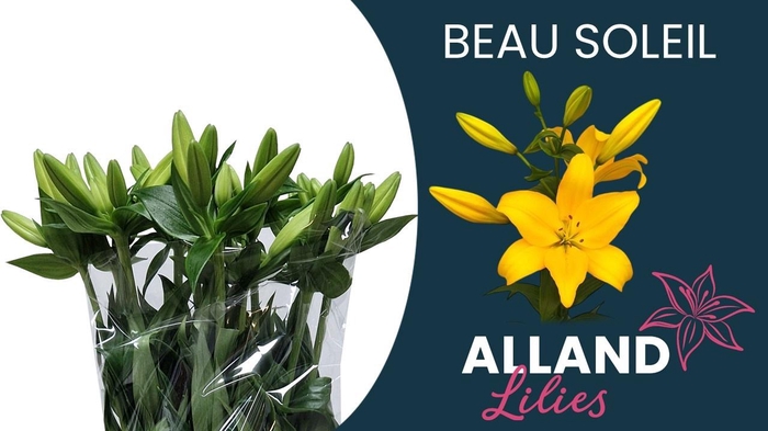 <h4>LI LA BEAU SOLEIL</h4>