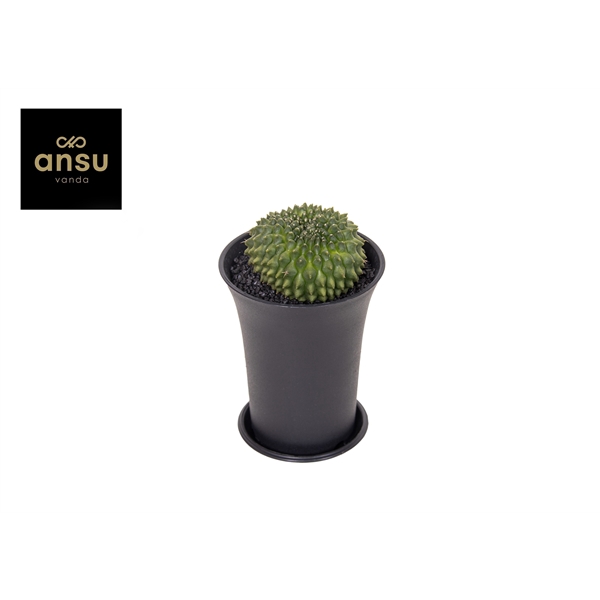 <h4>Gymno Cactus 'Spineless' Worm XL</h4>