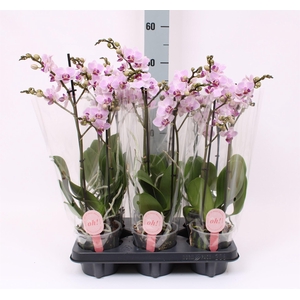 Phalaenopsis multi.   ...rose