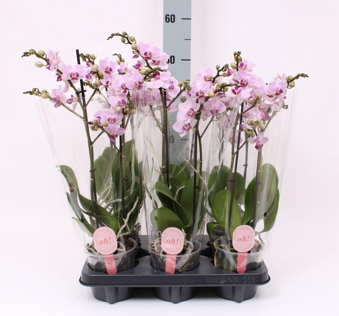 <h4>Phalaenopsis multi.   ...rose</h4>