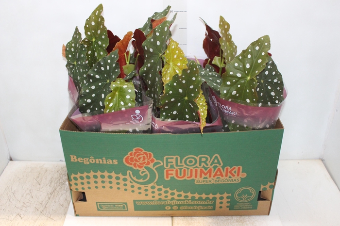 <h4>BEGONIA MACULATA P13 PO</h4>