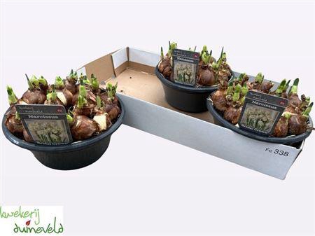 <h4>Narc D Bridal Crown</h4>