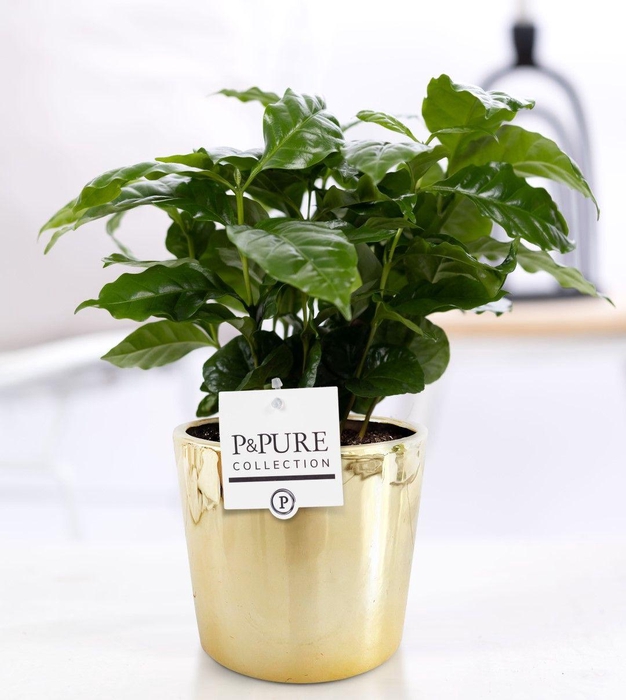 <h4>Coffea Arabica in P&PURE Laryssa ceramics shiny gold</h4>