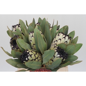 Protea Barbigera Snow Leopard
