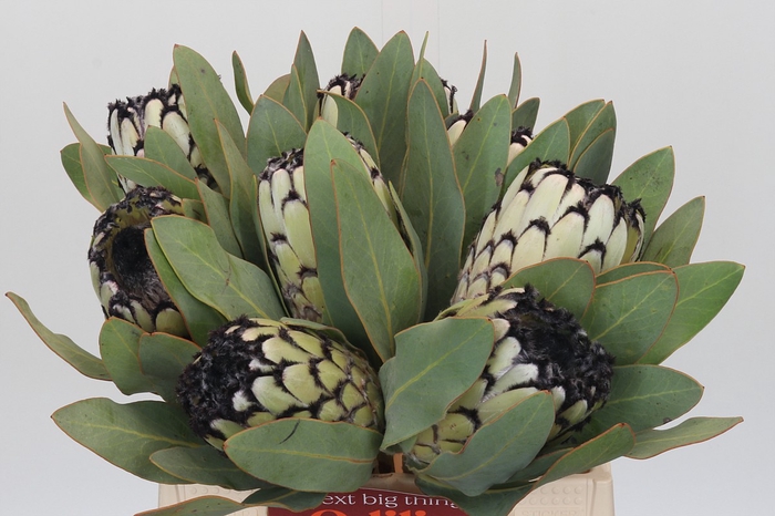 <h4>Protea Barbigera Snow Leopard</h4>