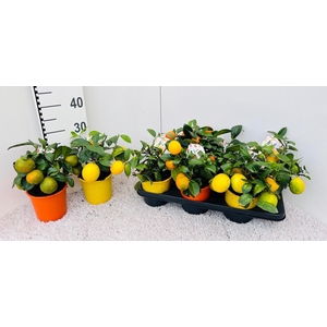 Citrus Mix-Tray 2+ Var. medi/bush (s2)
