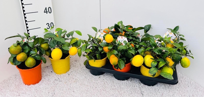 <h4>Citrus Mix-Tray 2+ Var. medi/bush (s2)</h4>