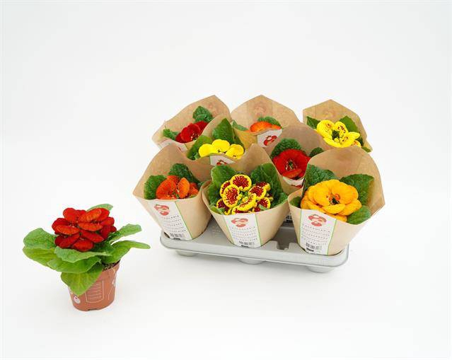 Calceolaria Hybriden 10,5Ø 20cm