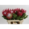 Protea Cynaroides Madiba