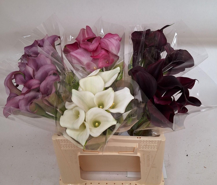 <h4>ZANT OV GEMENGD#</h4>