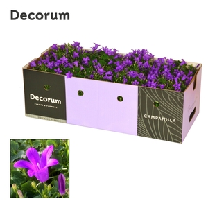 Campanula Porto Longlife Decorum Decobox