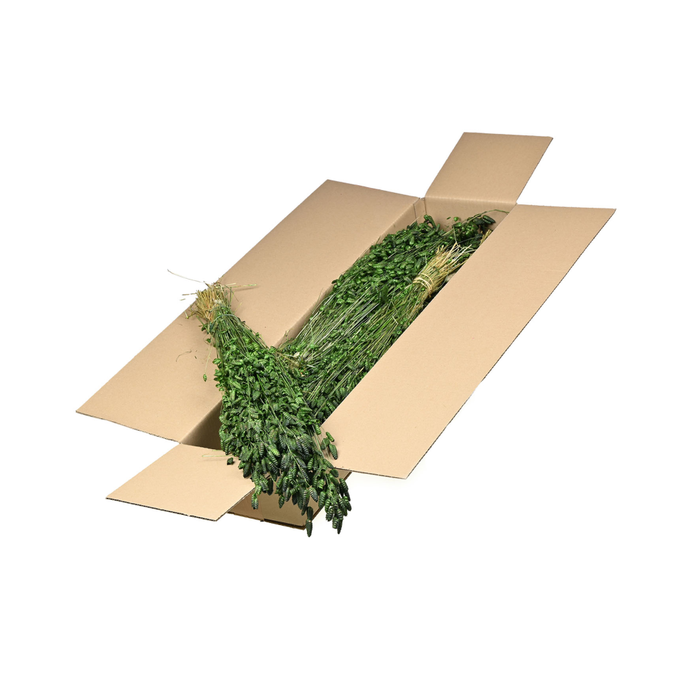 <h4>Briza Maxima Sb Moss Green</h4>