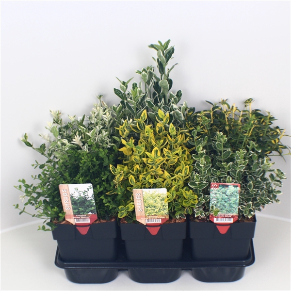 <h4>Euonymus mix P17</h4>