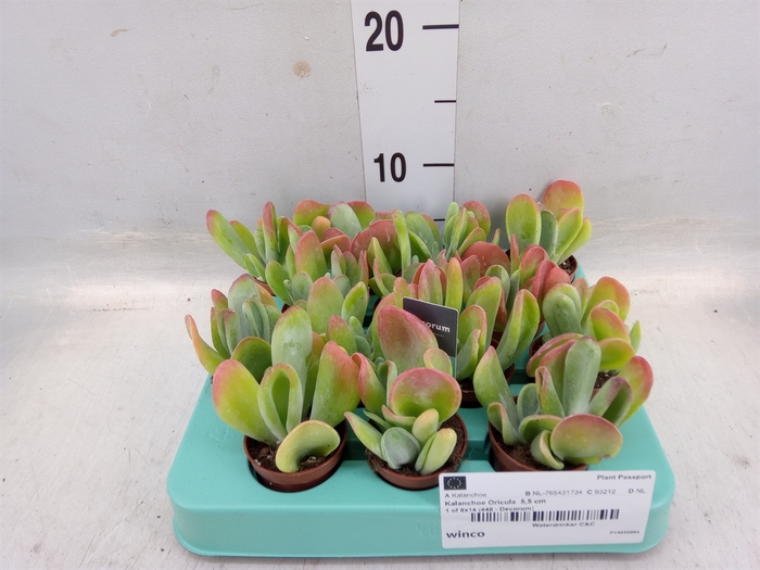 <h4>Kalanchoe NF   ...</h4>