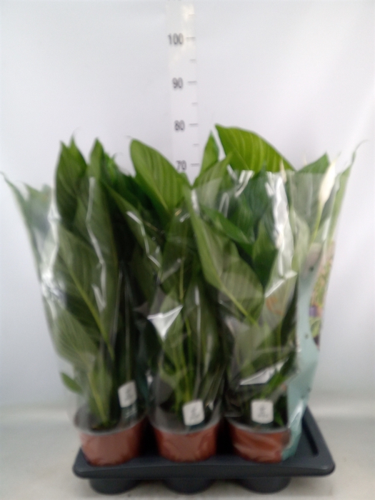 <h4>Spathiphyllum  'Bingo Cupido'</h4>