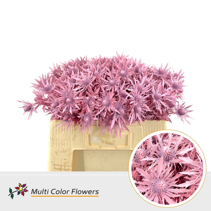 <h4>Eryngium Koper</h4>