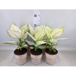 Aglaonema   ...