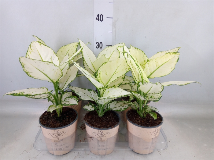 <h4>Aglaonema   ...</h4>