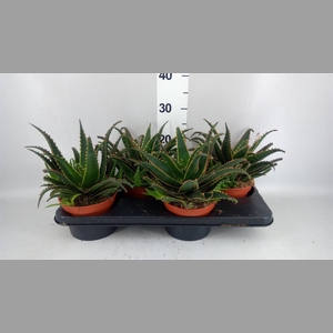 Aloe   ...
