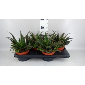 Aloe   ...
