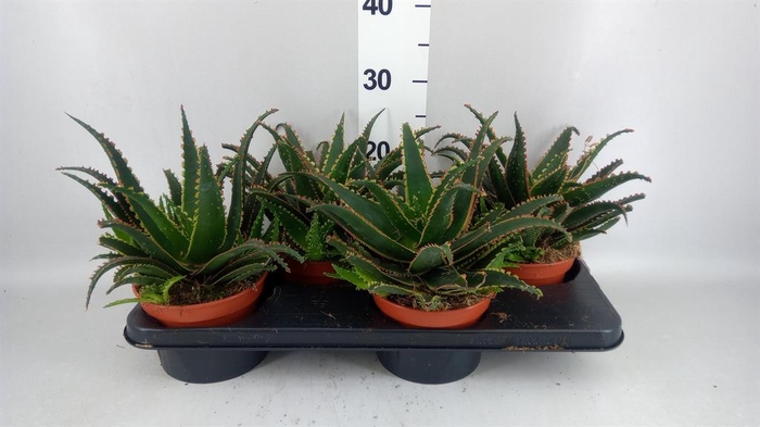 <h4>Aloe   ...</h4>