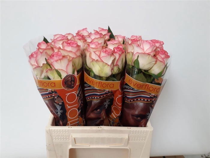 <h4>R GR JUMILIA</h4>