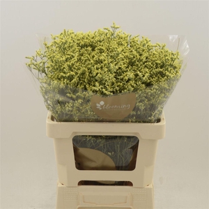 Limonium Sinense China Summer