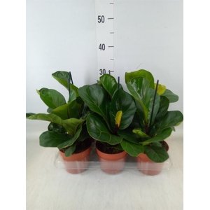 Ficus lyrata 'Bambino'