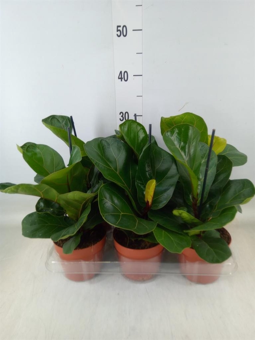 <h4>Ficus lyrata 'Bambino'</h4>