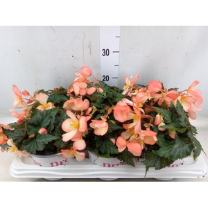 Begonia boliv. 'Angel Pink'
