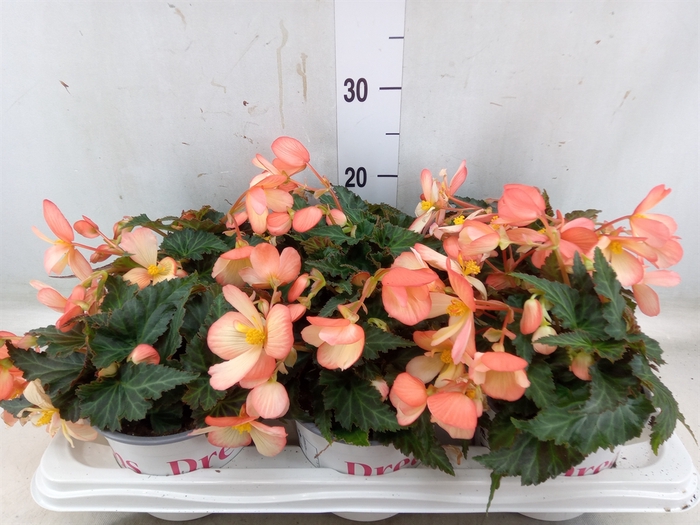 <h4>Begonia boliv. 'Angel Pink'</h4>